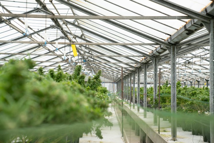 Greenway gets international cannabis accreditation Greenway gets international cannabis accreditation