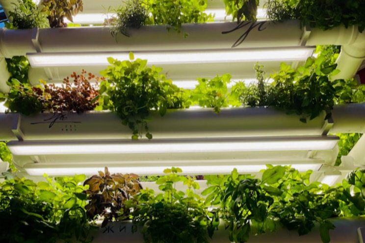 Scientists reveal futuristic farming technique to solve two global problems Scientists reveal futuristic farming technique to solve two global problems