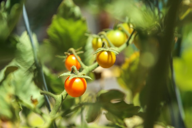 12 best greenhouse vegetables to grow in the winter
