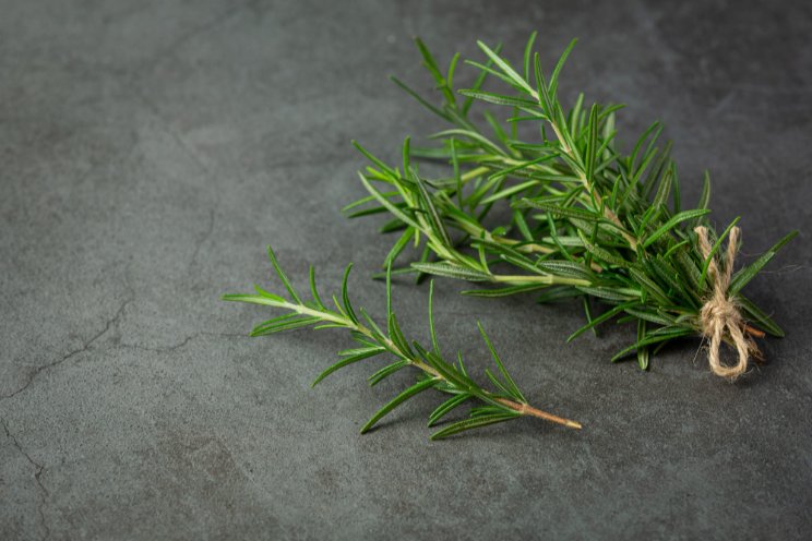 Hydroponic Rosemary: Everything you need to know Hydroponic Rosemary: Everything you need to know
