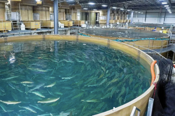 AquaBounty Technologies: Pioneering sustainable aquaculture