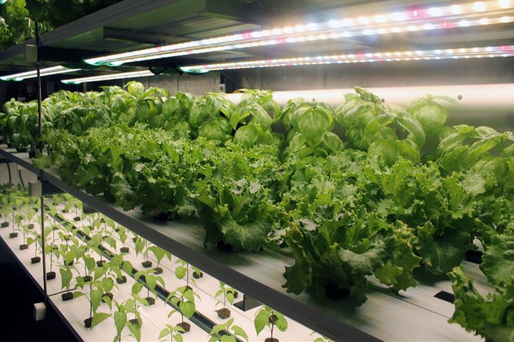 Custom-built hydroponic container farms