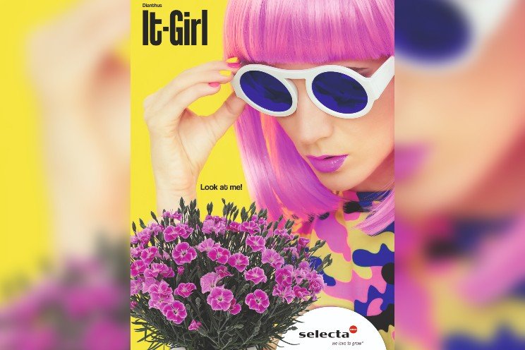 Selecta One introducing another exciting variety: Dianthus It-Girl Selecta One introducing another exciting variety: Dianthus It-Girl