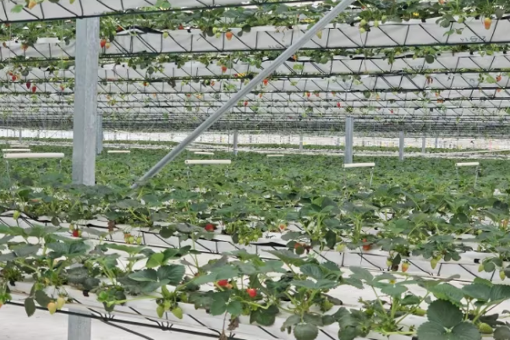 VF offers the prospect of strawberry fields forever
