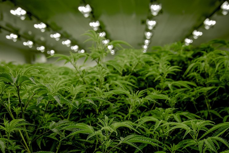 B.C. cannabis industry calls for government action B.C. cannabis industry calls for government action