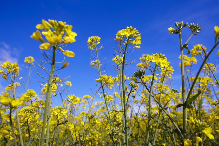 Bayer aims to launch first bioinsecticide for arable crops