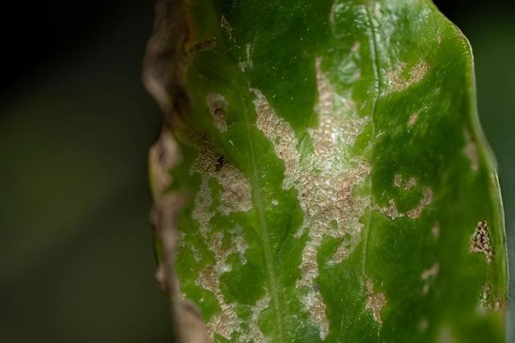 Florida growers monitoring spread of invasive thrips species Florida growers monitoring spread of invasive thrips species