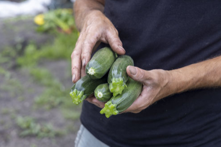 Rijk Zwaan ensures ongoing innovation for courgette growers