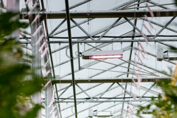 Philips LED drives year-round high yields at Sunterra Greenhouse Philips LED drives year-round high yields at Sunterra Greenhouse
