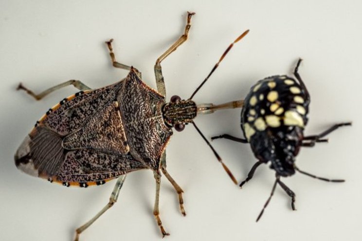 Predatory stink bug vs. southern green stink bug