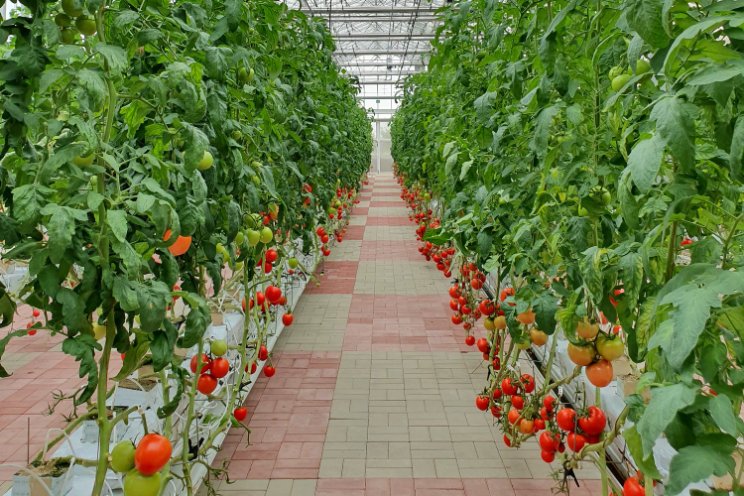USDA researcher defends use of horticultural peat USDA researcher defends use of horticultural peat