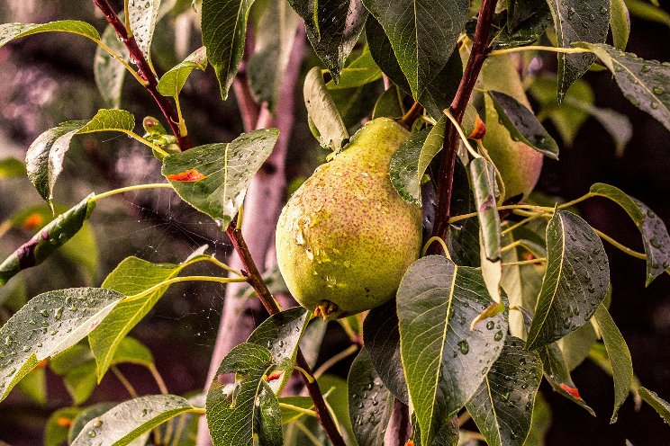 Vineland licensed pear variety launching soon in the Canadian market