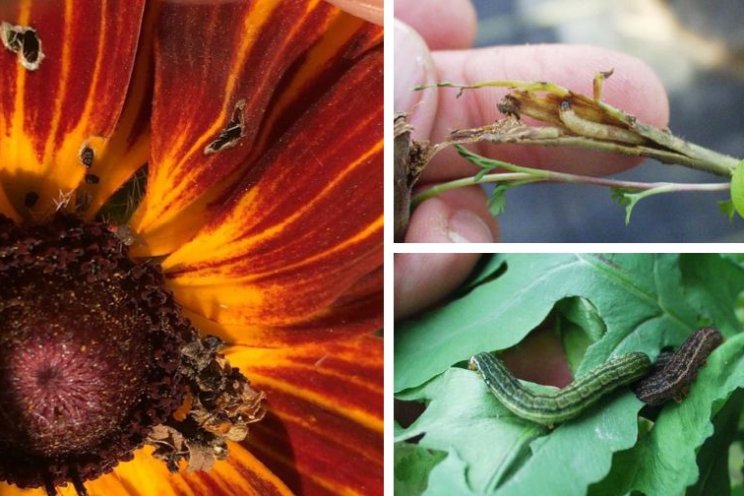 Uncommon greenhouse pests and the flowers that attract them Uncommon greenhouse pests and the flowers that attract them
