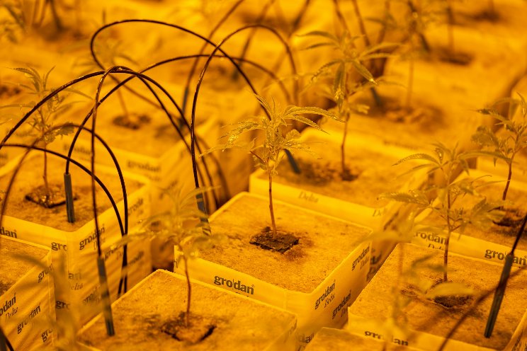 'Now is the time' for cannabis banking reform 'Now is the time' for cannabis banking reform