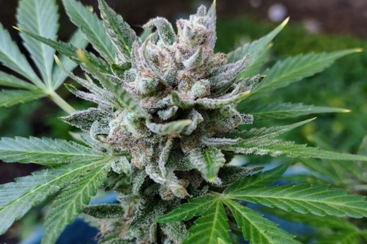 Medical cannabis to hypermobility-associated chronic pain relief Medical cannabis to hypermobility-associated chronic pain relief