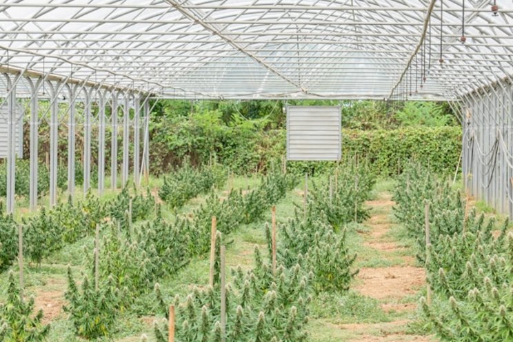 US hemp production grows 40% in 2024, reaching $445M in value US hemp production grows 40% in 2024, reaching $445M in value