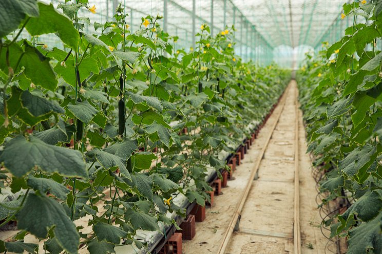 Trends shaping the future of the horti supply chain