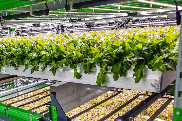 Bowery to distribute no-need-to-wash Kosher greens Bowery to distribute no-need-to-wash Kosher greens