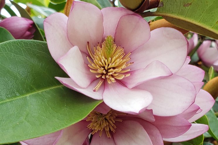 Magic happens with Fairy Magnolia Magic happens with Fairy Magnolia