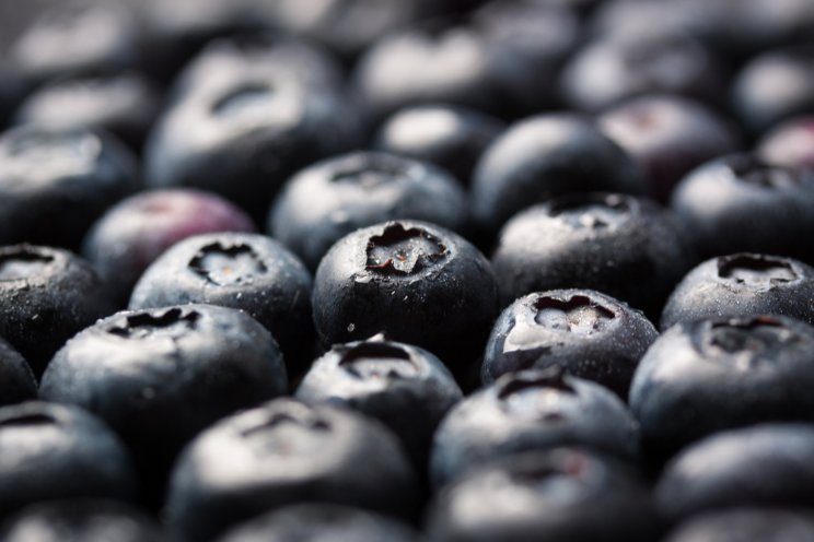 Blueberry research bears fruit at SFU greenhouses Blueberry research bears fruit at SFU greenhouses