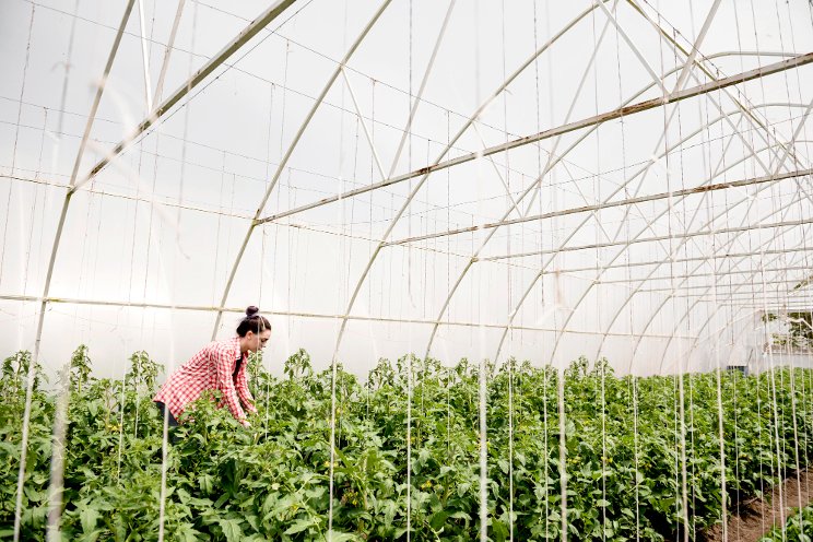 Learn how efficient systems benefit Canadian greenhouses
