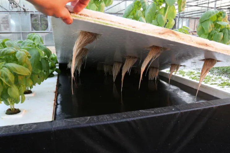 The root zone environment in hydroponic production The root zone environment in hydroponic production
