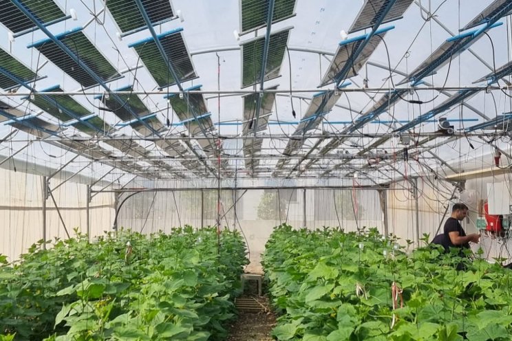 Novel agrivoltaic array tech for greenhouses
