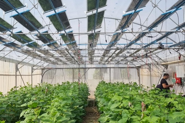 Novel agrivoltaic array tech for greenhouses
