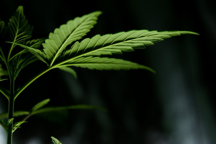 Slovenia voters OK nonbinding medical cannabis cultivation Slovenia voters OK nonbinding medical cannabis cultivation