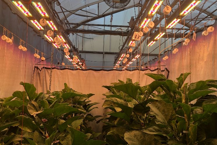 Elevating eggplant production thanks to dynamic lighting