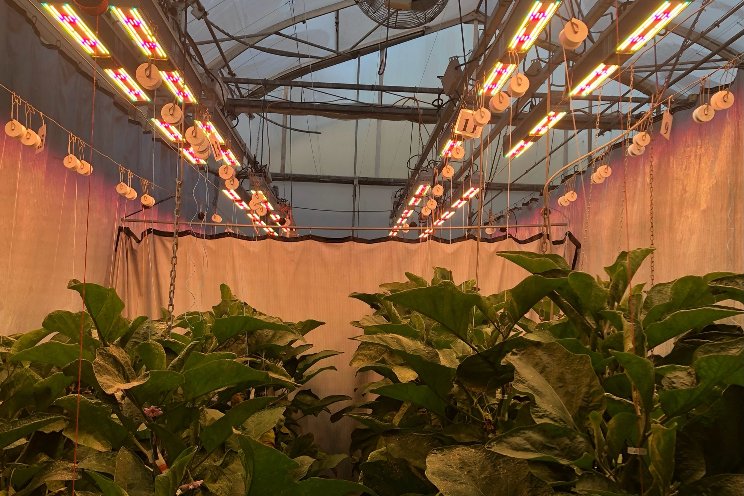 Elevating eggplant production thanks to dynamic lighting Elevating eggplant production thanks to dynamic lighting