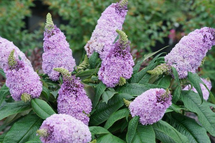 Big in Japan: Buddleia named 2024 Flower of the Year
