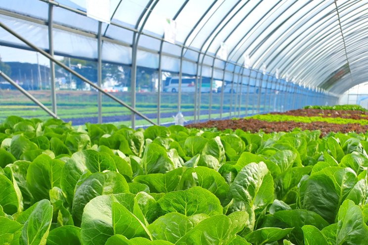 BrightFarms opens second Illinois greenhouse BrightFarms opens second Illinois greenhouse
