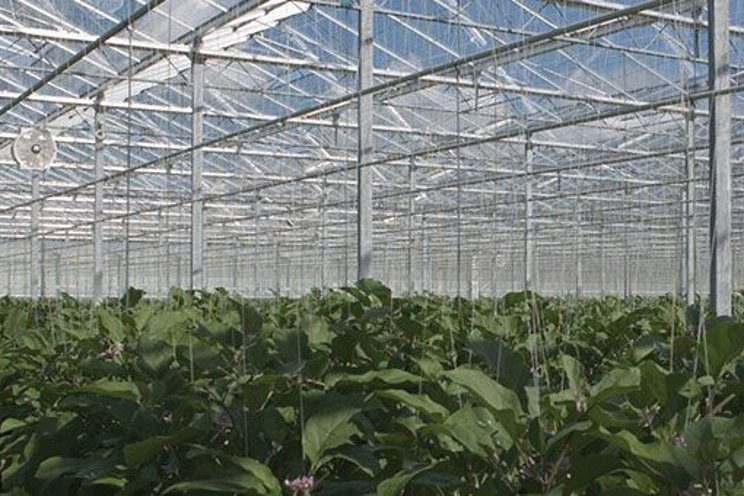 The benefits of an automated greenhouse
