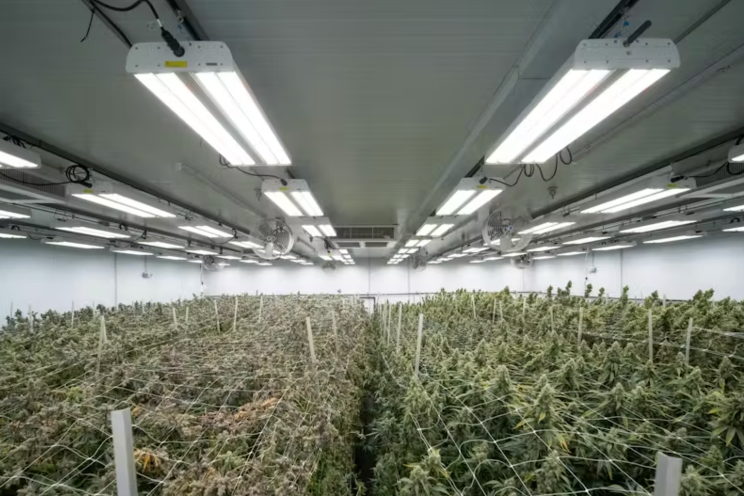 Los Angeles cannabis farm will go all in on LEDs Los Angeles cannabis farm will go all in on LEDs