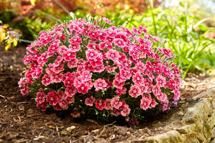 Selecta one at Flower Trials Selecta one at Flower Trials