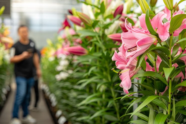 Focus on trends during Dutch Lily Days