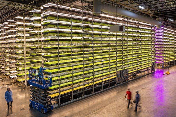 AeroFarms expands with new commercial VF in Qatar