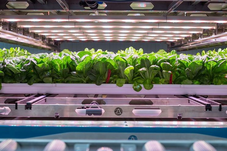 Addressing the challenges of vertical farming