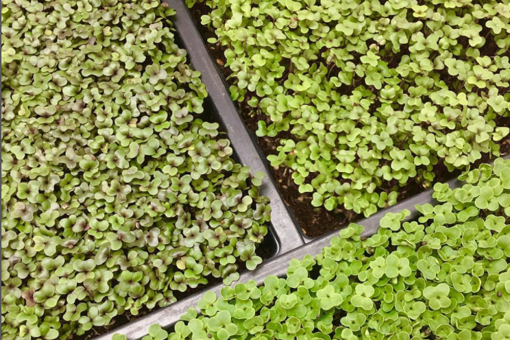 Digital innovation and gourmet microgreens
