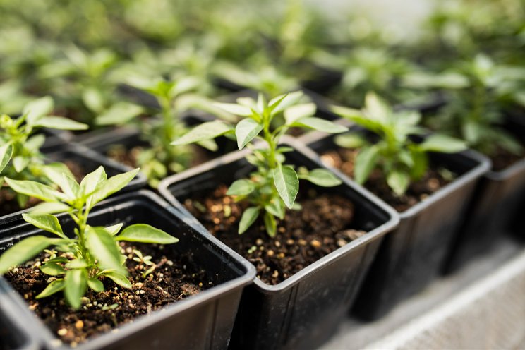 Innovations in greenhouse waste management Innovations in greenhouse waste management