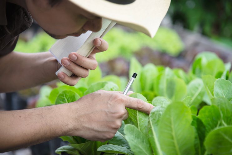 Nanobubble technology increases lettuce yield 11%