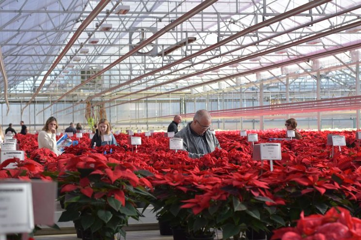 Highlights from Plantpeddler’s Poinsettia Variety Day