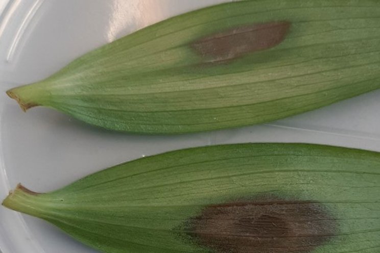 Elicitors make plants more resilient to diseases and pests Elicitors make plants more resilient to diseases and pests