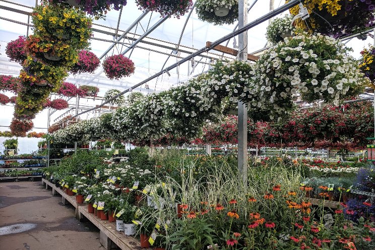 Are ornamental plants really necessary?