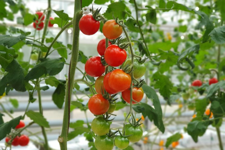 ESP provides geothermal heating for tomatoes