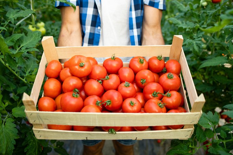 ToBRFV resistant varieties in Mexico