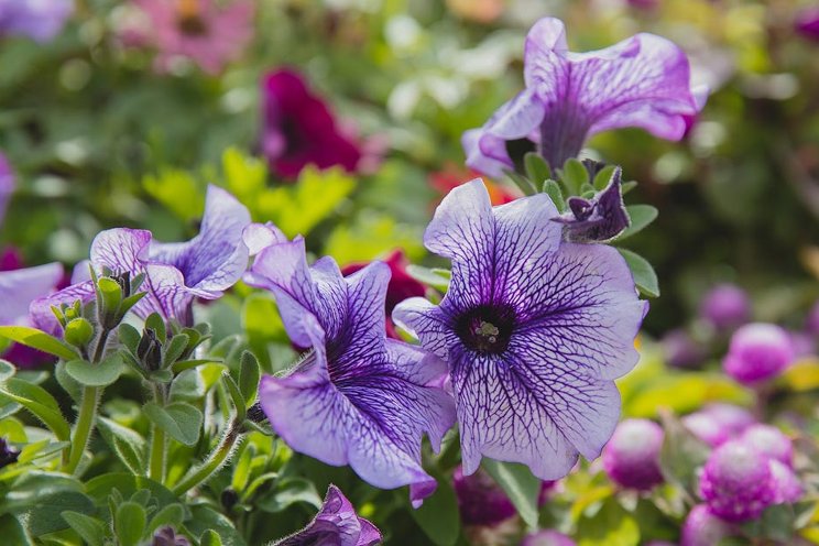 ASPERELLO combats Fusarium with multiple benefits ASPERELLO combats Fusarium with multiple benefits