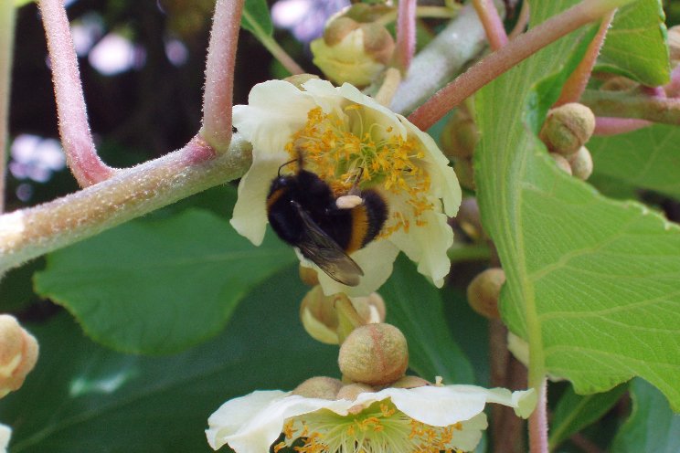 Optimising kiwi production with bumblebees Optimising kiwi production with bumblebees