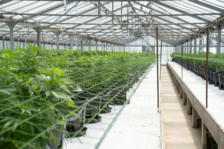 Ozone in the cannabis cultivation